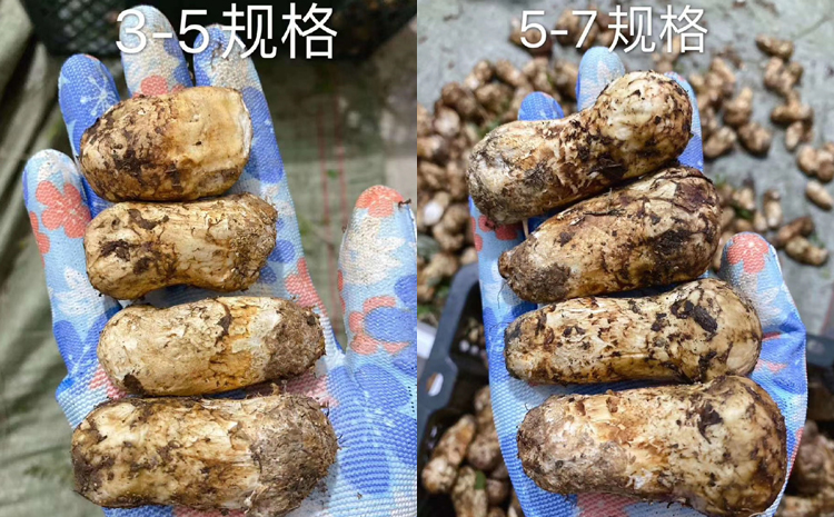 新鮮松茸圖片3cm-7cm