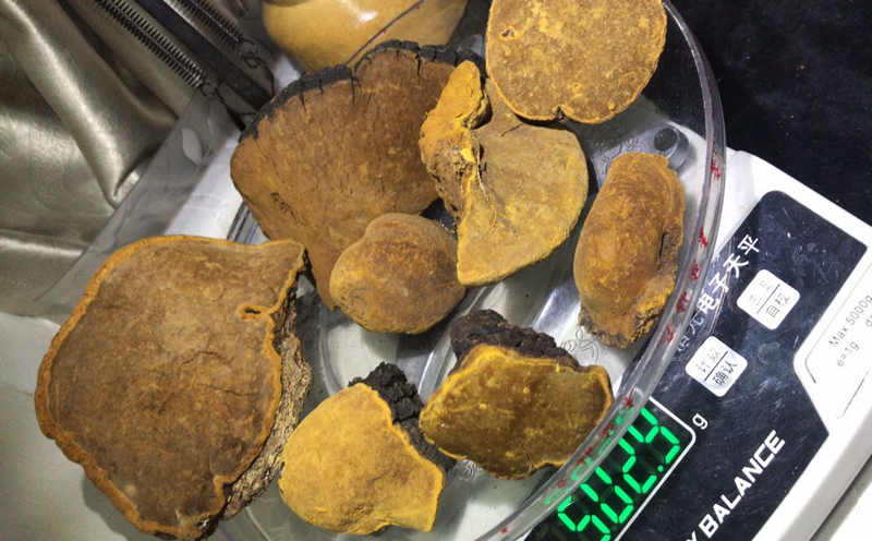 野生桑黃一斤的數(shù)量