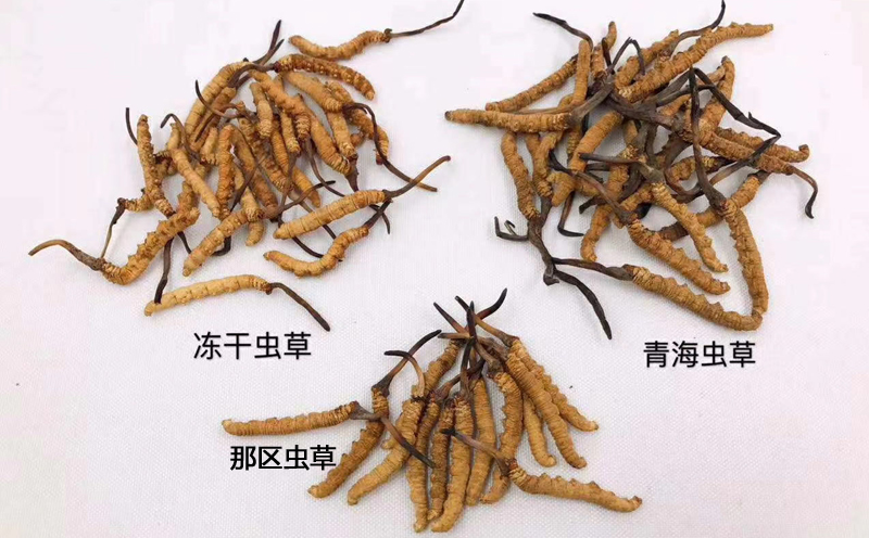 野生蟲草和人工蟲草對比圖片