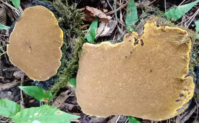 野生桑黃圖片