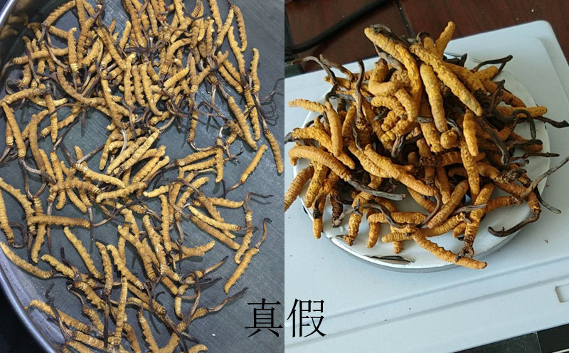 真假冬蟲夏草圖片