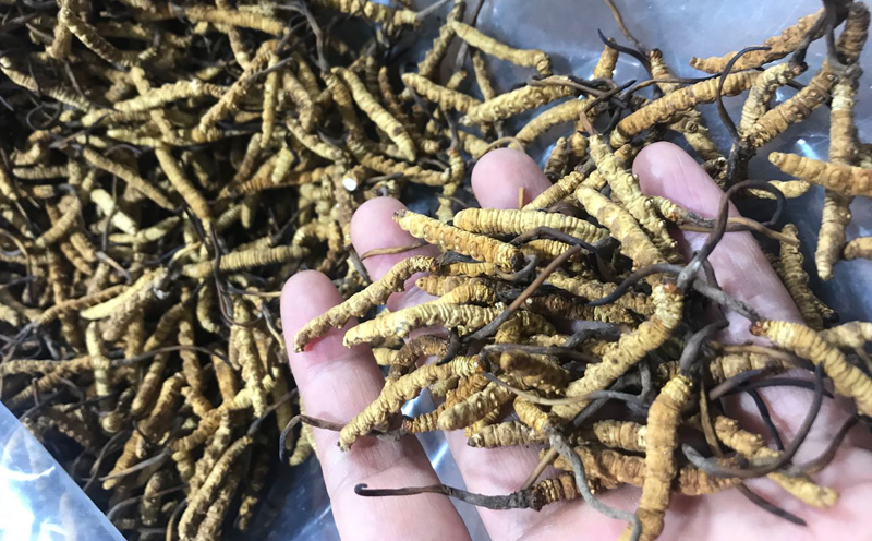凍干蟲草圖片