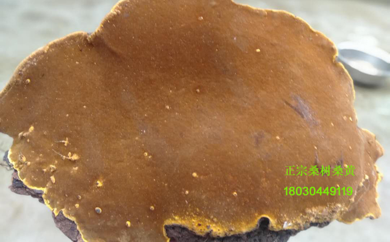 桑樹桑黃圖片
