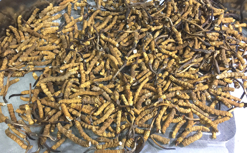 那區冬蟲夏草斷草圖片