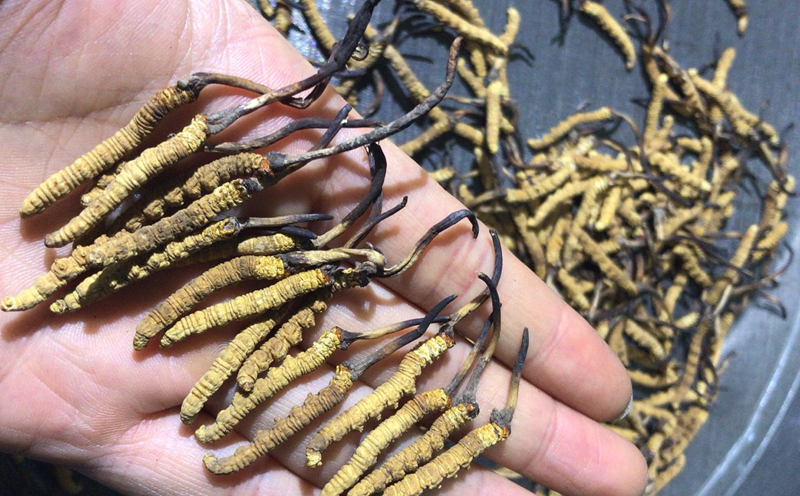 那區冬蟲夏草小草圖片