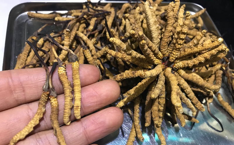 那區蟲草4條1克圖片