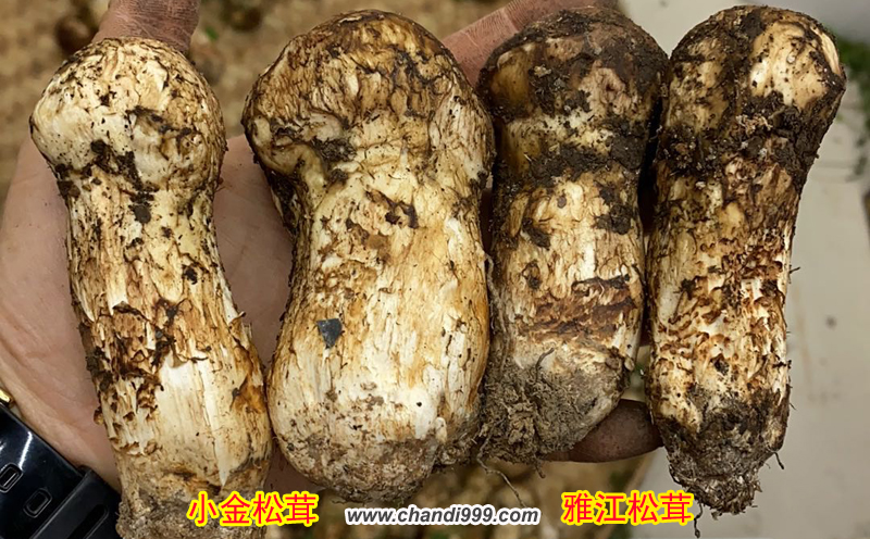 小金松茸和雅江松茸區(qū)別