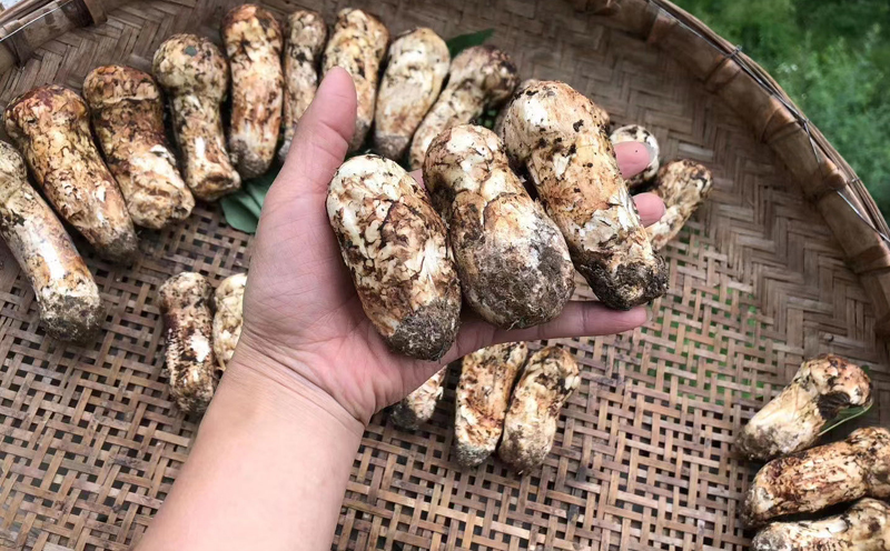 小金松茸圖片