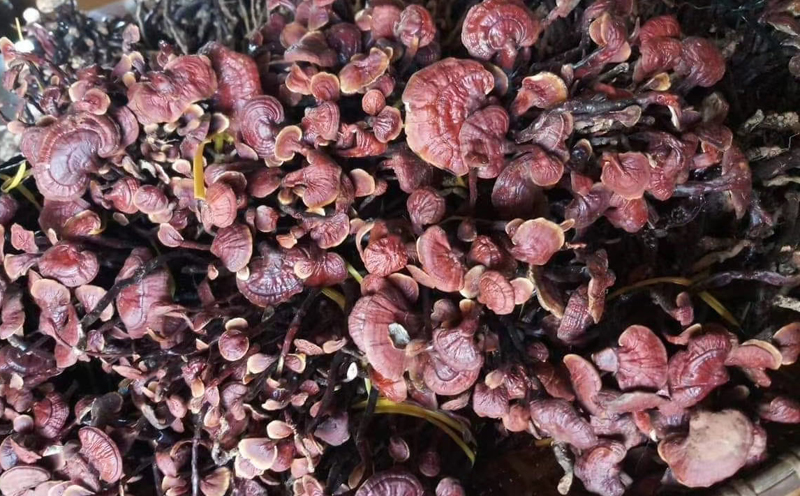 野生靈芝王圖
