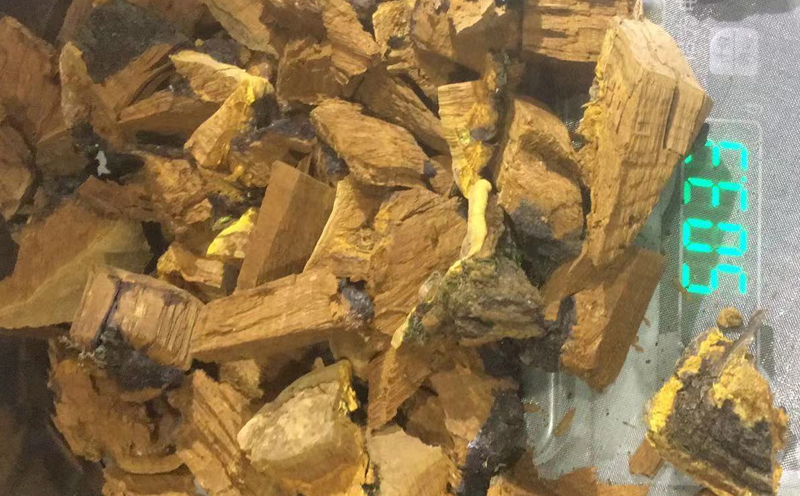 桑黃切塊圖片