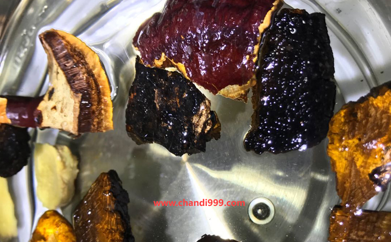 桑黃煮水圖片