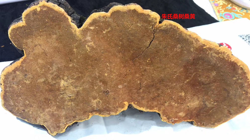 野生桑樹(shù)桑黃圖片2