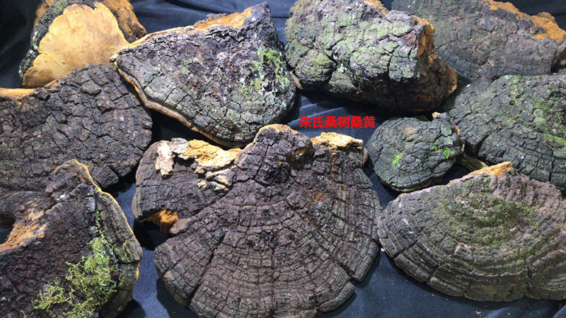 野生桑樹(shù)桑黃圖片6