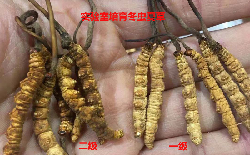 凍干冬蟲夏草等級(jí)對(duì)比