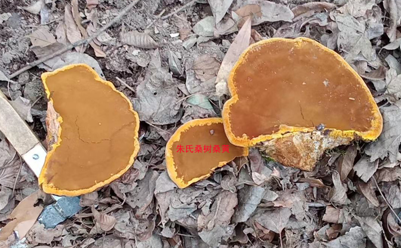 野生桑樹桑黃圖片