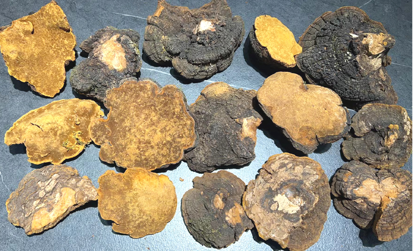西藏巖桑黃圖片