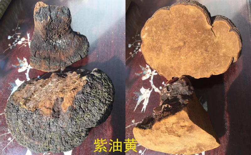 紫油桑黃圖片