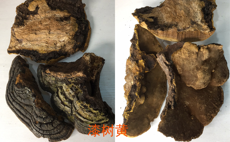 漆樹桑黃圖片
