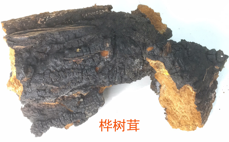 樺樹茸圖片