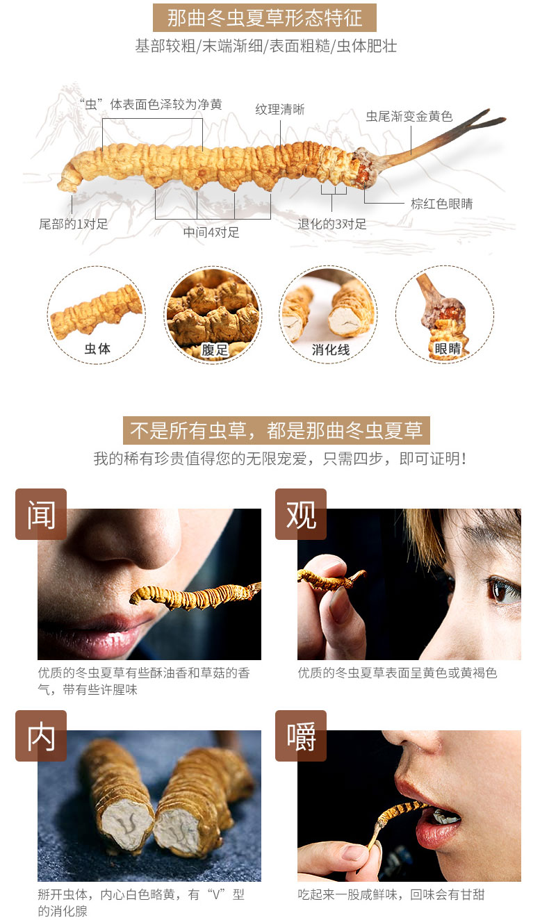 那曲蟲(chóng)草特征圖片