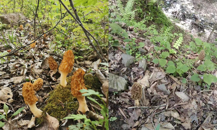 野生羊肚菌圖片1