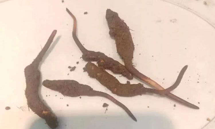 康定蟲草圖片