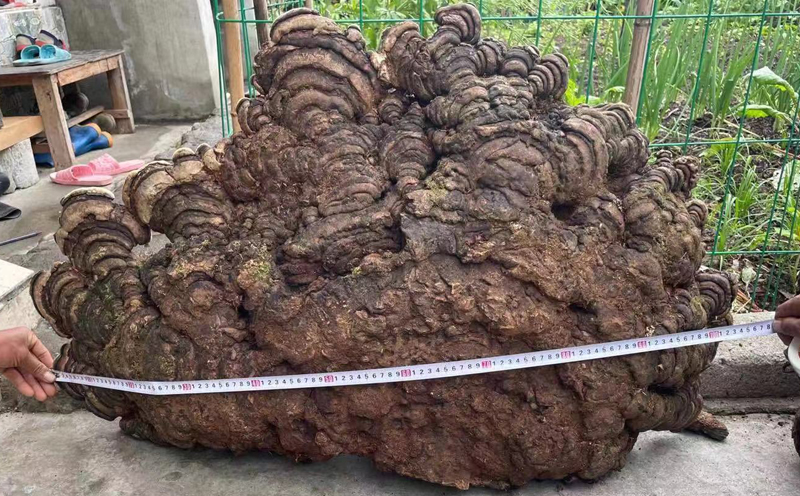 千年靈芝圖片1
