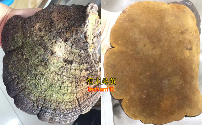 榧木桑黃圖片