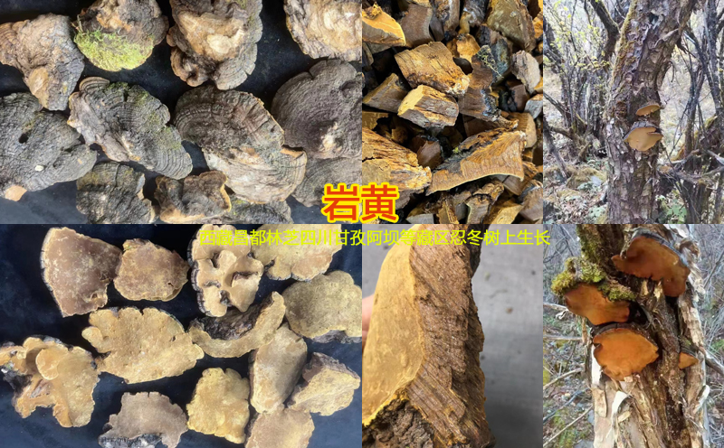 巖黃圖片