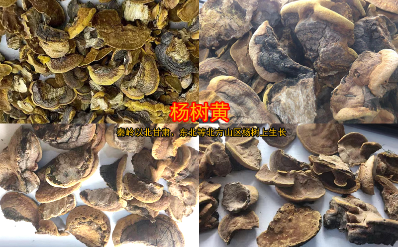 楊樹黃圖片