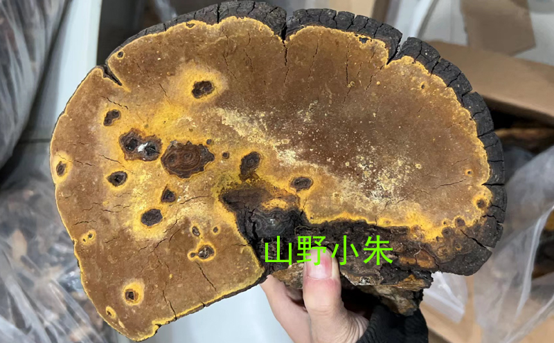 桑樹桑黃