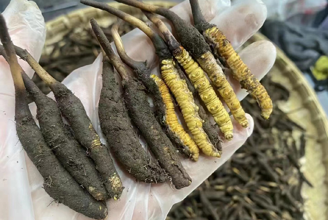 新鮮蟲草圖片