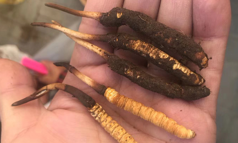 新鮮蟲草圖片