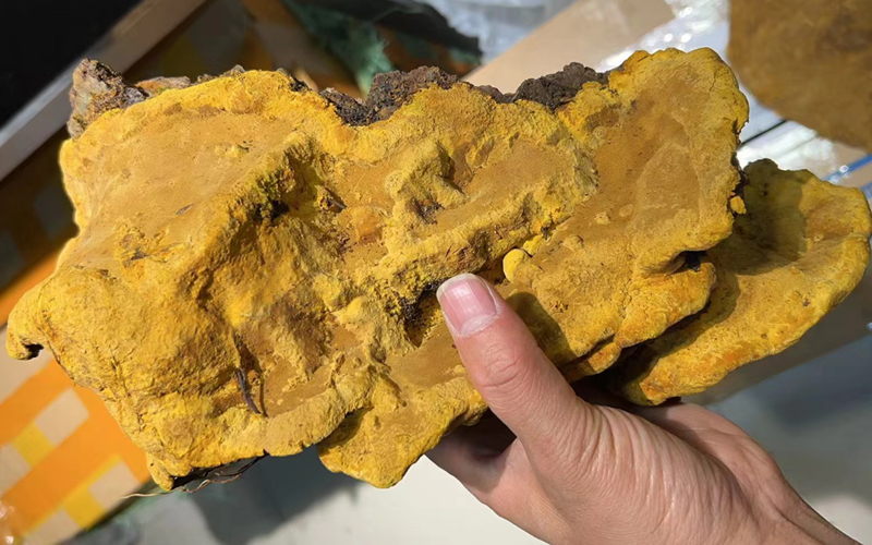 爆肉桑樹桑黃圖片