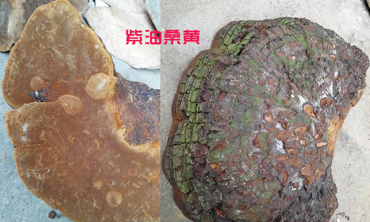 紫油桑黃圖片