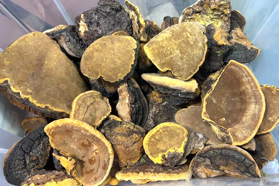 桑樹桑黃圖片