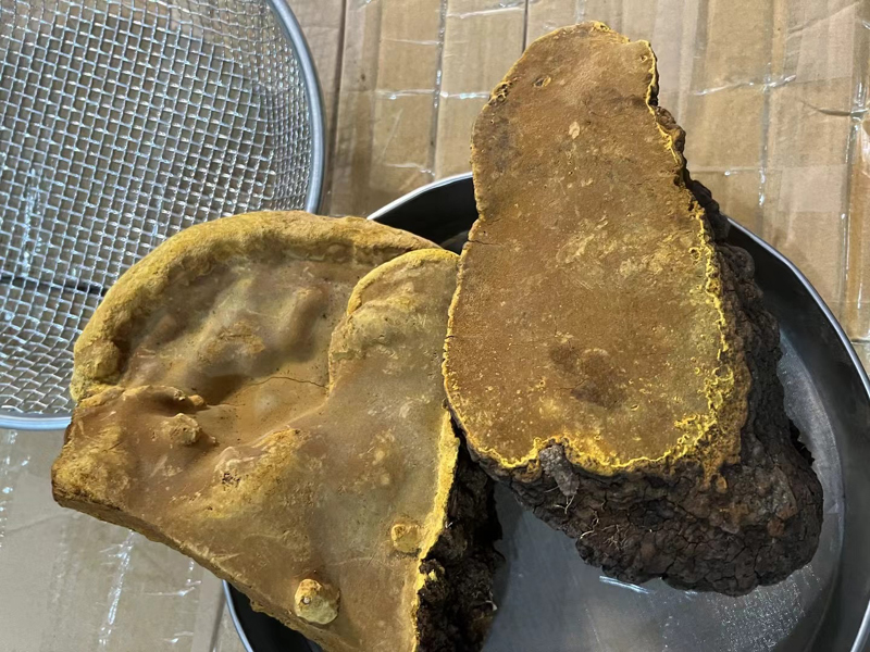 桑樹桑黃圖片