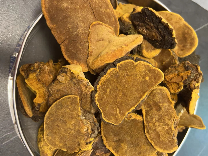 野生桑黃圖片