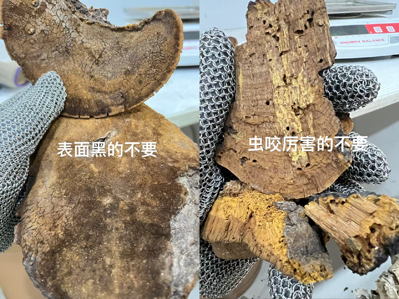 枯黑和蟲咬桑黃圖片