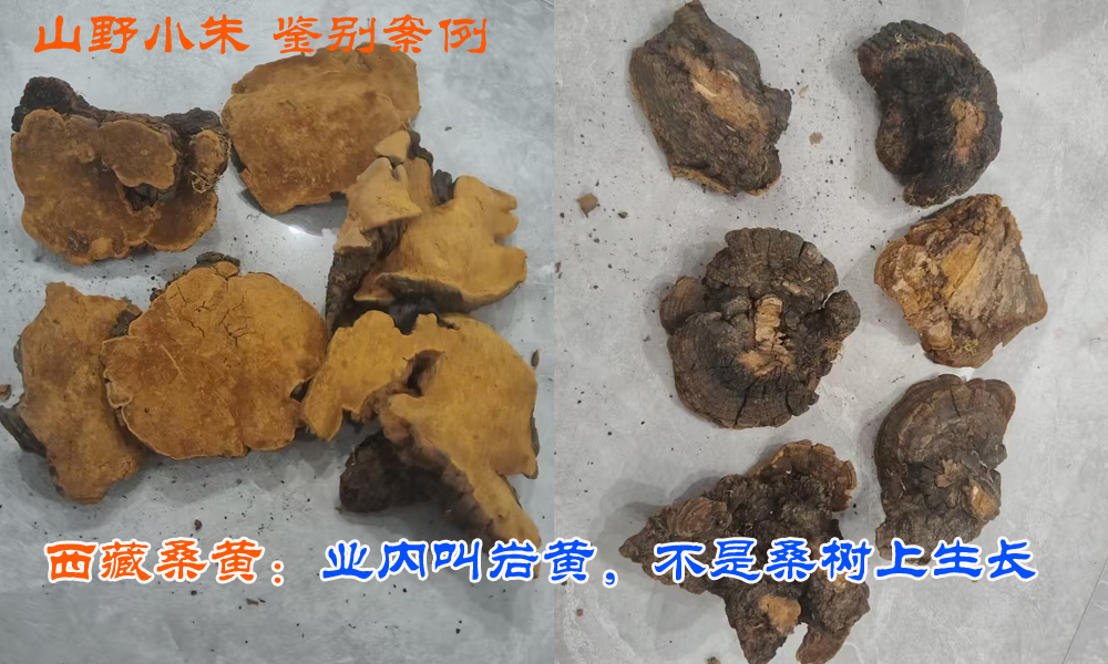 西藏野生桑黃