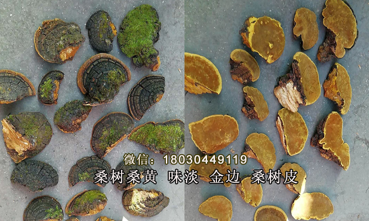 正宗野生桑樹桑黃圖片