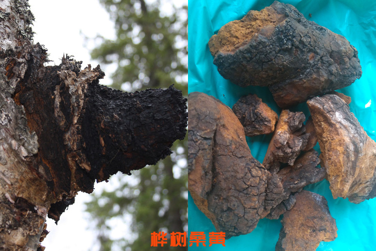 樺樹桑黃圖片