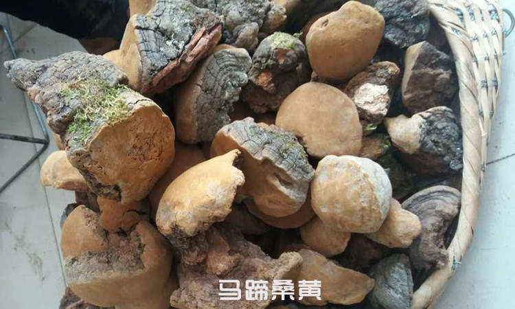 馬蹄桑黃圖片
