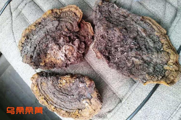 烏桑桑黃圖片