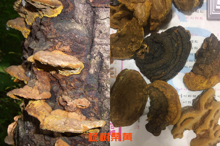 楊樹桑黃圖片