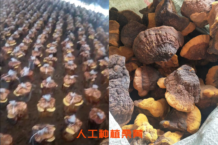 人工種植桑黃圖片