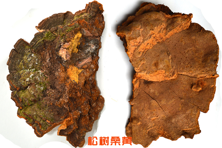 松樹桑黃圖片