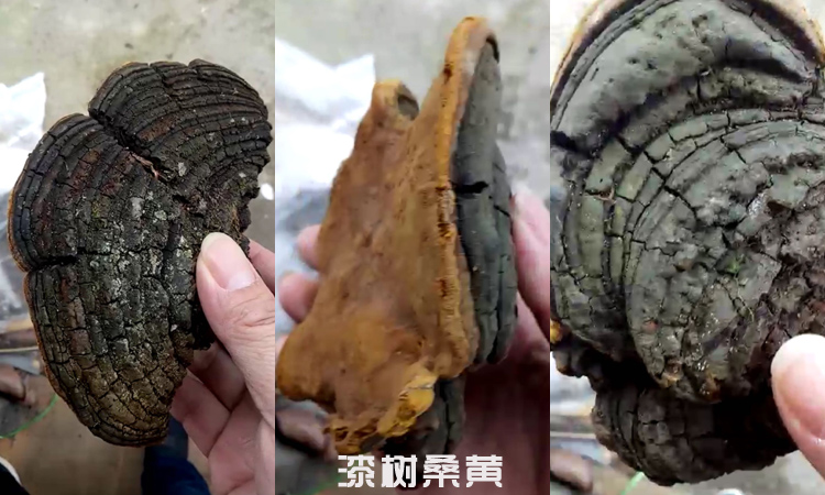 小型漆樹桑黃圖片