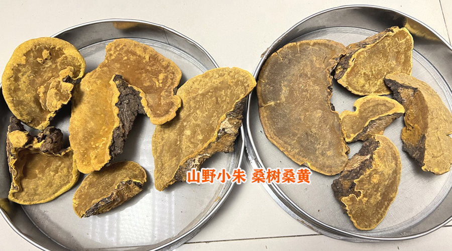 桑樹桑黃圖片
