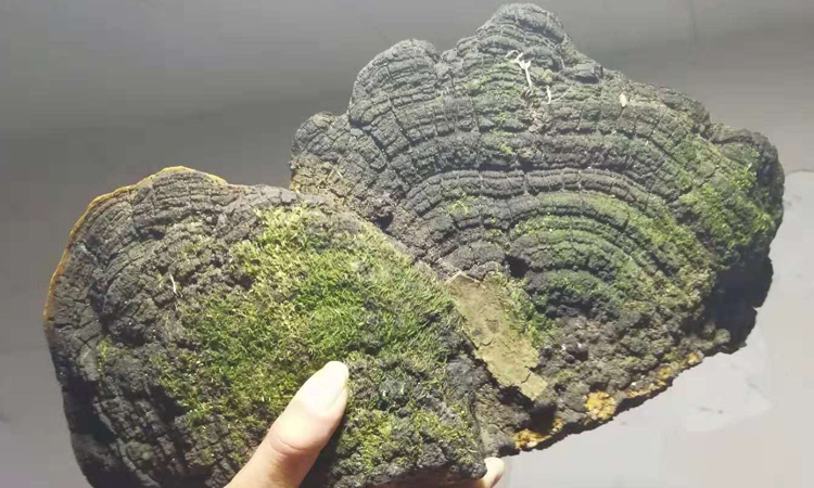 桑樹桑黃圖片